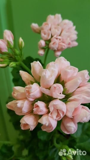 Пеларгония Emma тюльпановидная