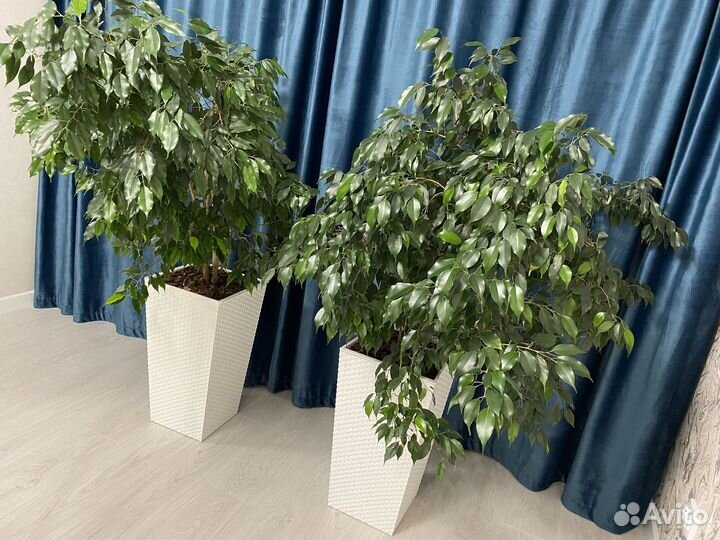 Фикус Бенджамина большой