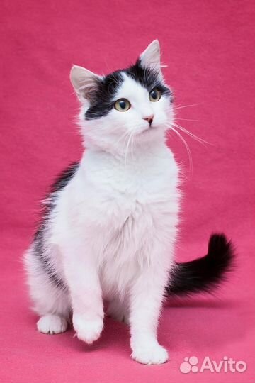 Кошка в добрые руки