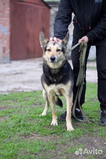 Собака-компаньон Мышка в добрые руки