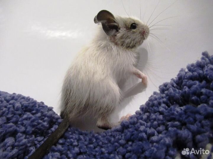 Цветные дегу из питомника