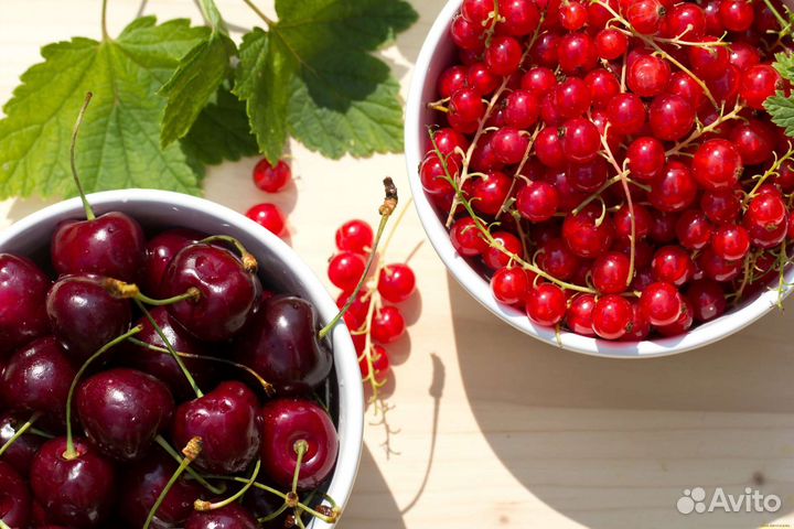 Вишня, красная смородина