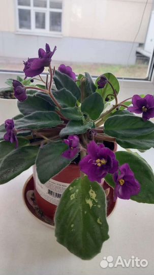 Фиалка в горшках