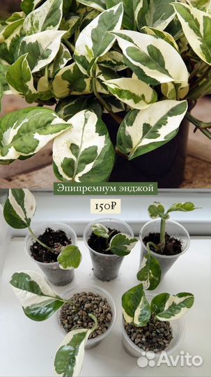 Сциндапсус эпипремнум