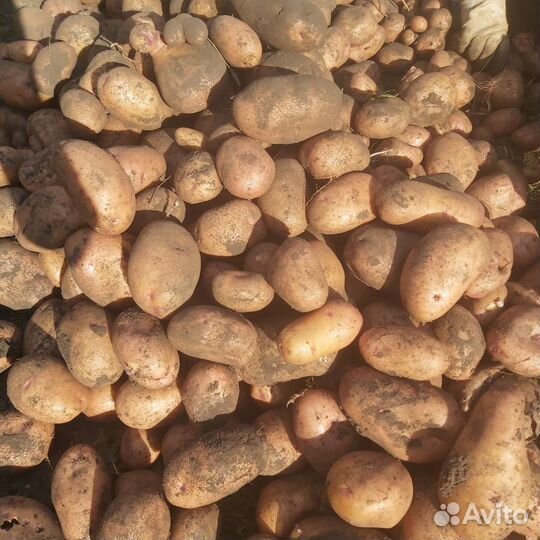 Продам картофель