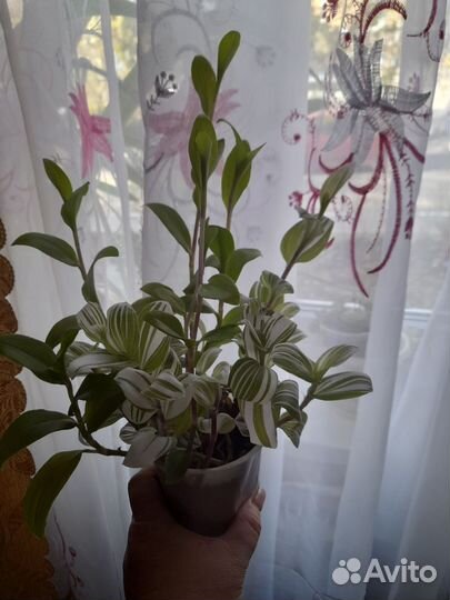 Традесканция