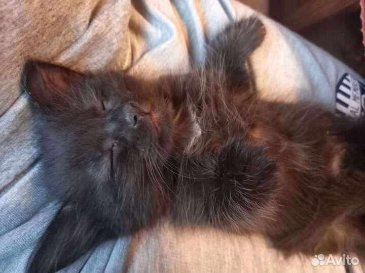 Кошки в добрые руки