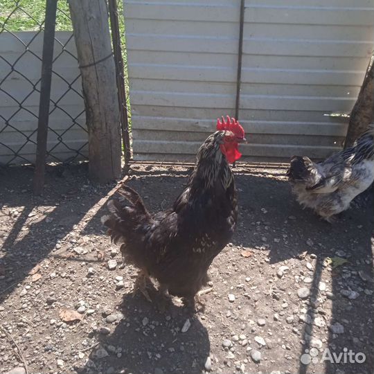 Домашние курочки