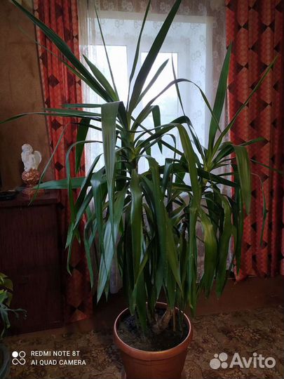 Пальма Юкка