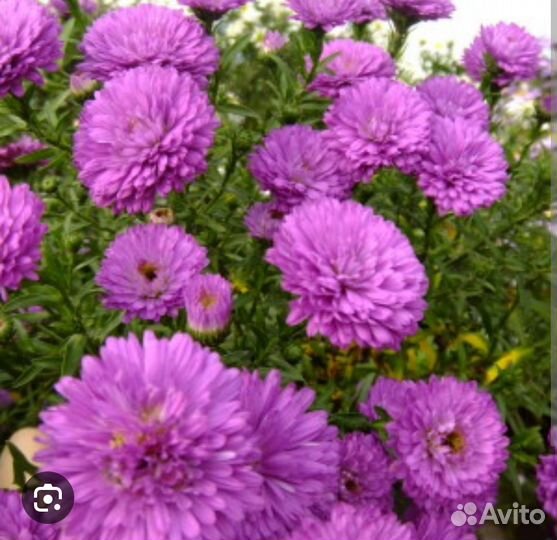 Астра новобельгийская. Henpy Blue, Pink