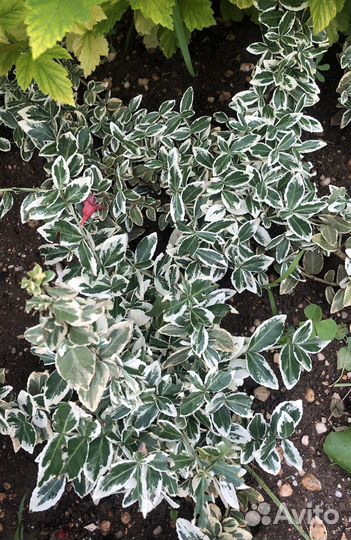 Почвопокровные-Хауттюния,мелколепестник,очитки