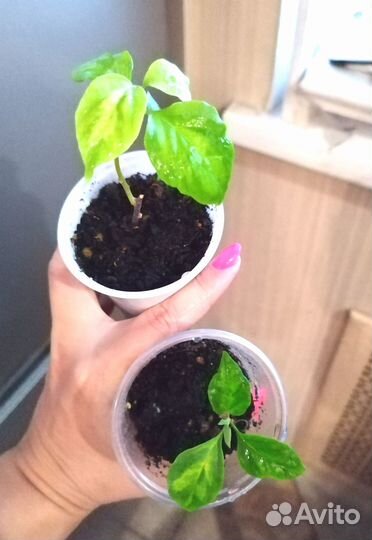 Растения из личной коллекции