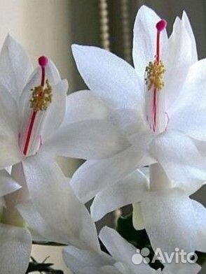 Декабрист сциндапсус ктенанта молочай