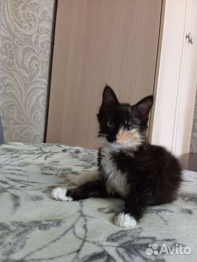 Кошечка в добрые руки