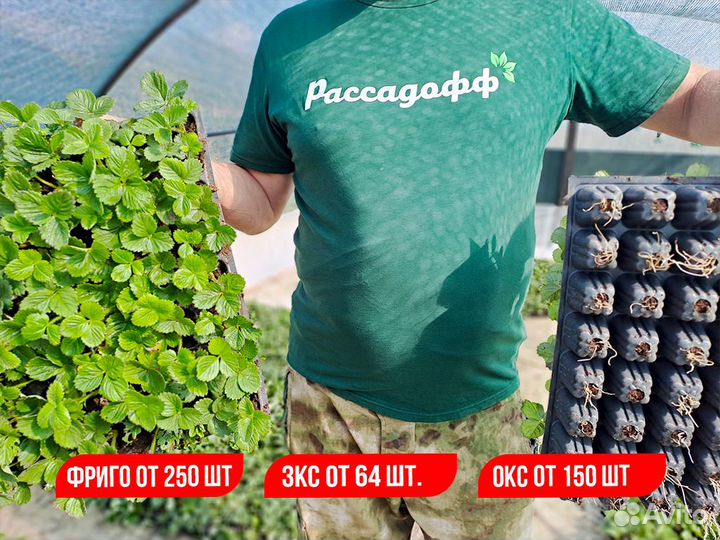 Рассада клубники. Элитные сорта. Оптом