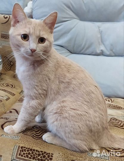 Котик 6 мес кастрирован