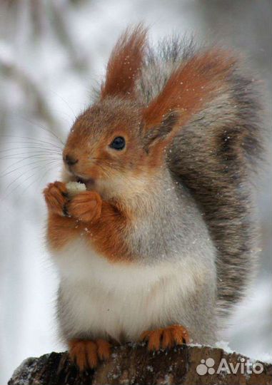 Белка. Бельчата. Черная кавказская