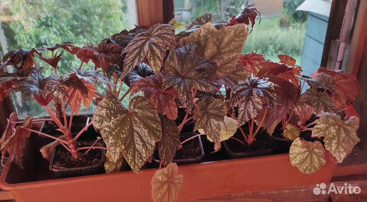 Бегония Грифон