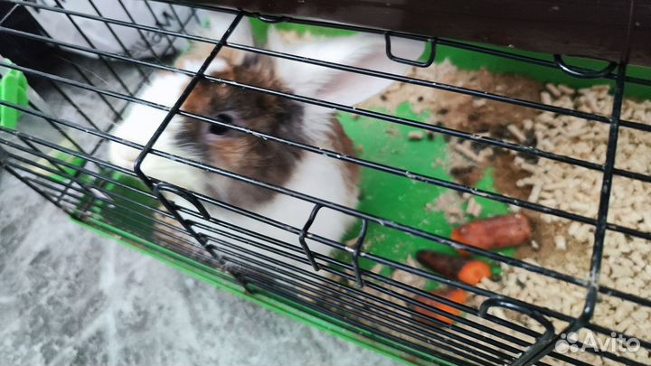 Декоративный карликовый кролики