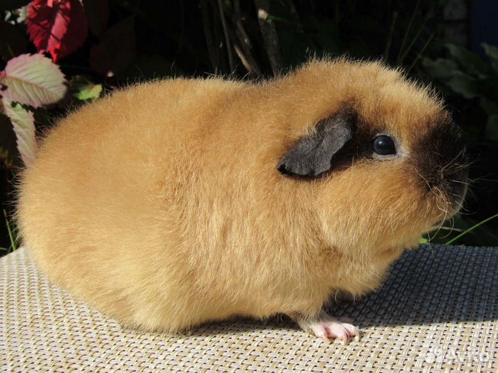 Морская свинка американский тедди