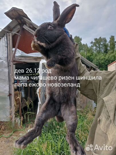 Кролики мясных пород