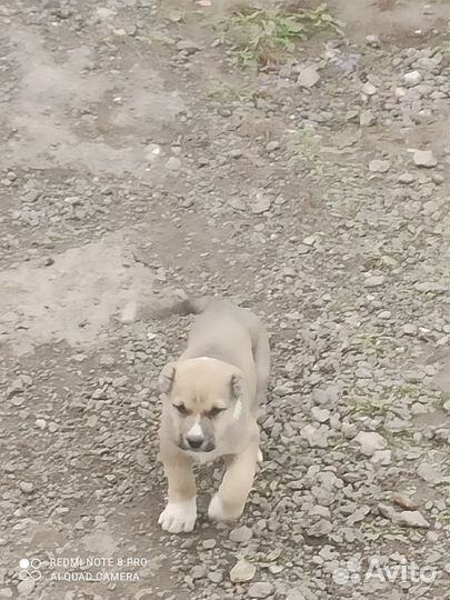 Среднеазиатская овчарка