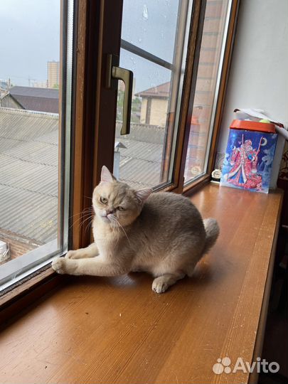 Британская шиншилла лилловая