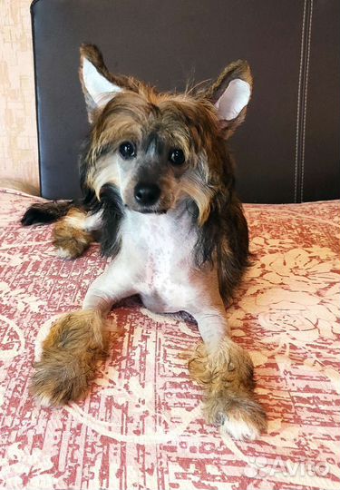 Китайская хохлатая голая девочка