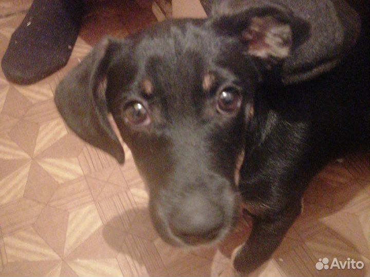 Собака в добрые руки щенок