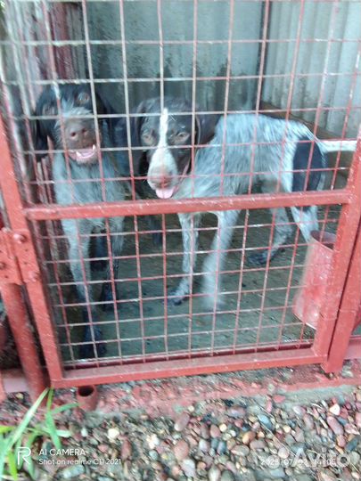 Продаю щенков