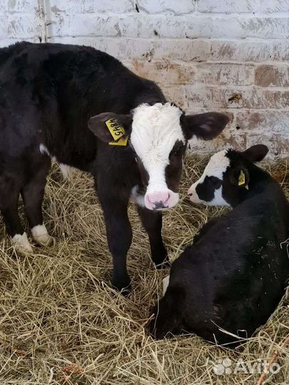Бычки Холмогор помес с абердин ангусом до 3х месяц