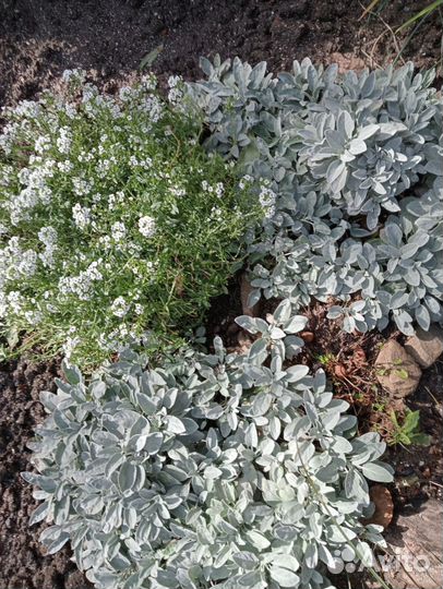 Шалфей серебристый