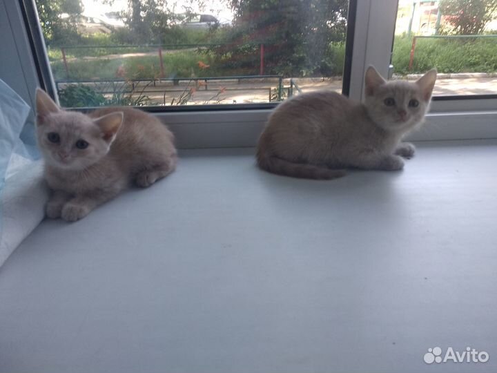 Отдам котят