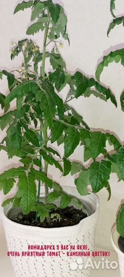 Каменный цветок лучший томат для дома