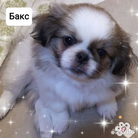 Щенки пекинеса