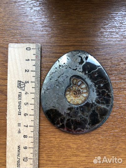 Аммонит Симбирцит