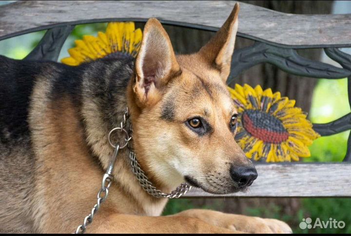 Янтарь преданный друг ждёт тебя