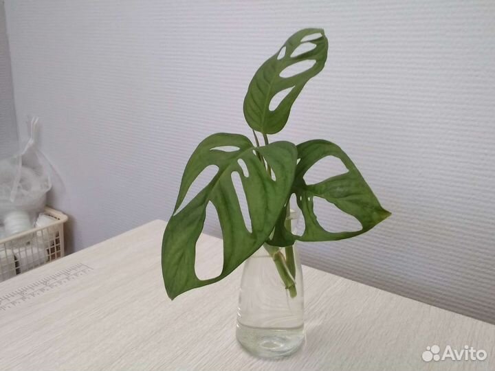 Монстера манки. Укоренённый черенок