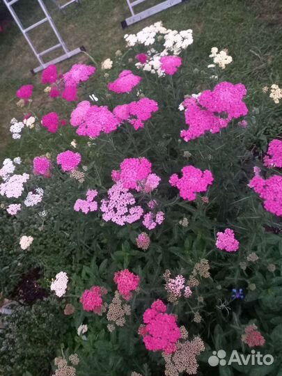 Тысячелистник