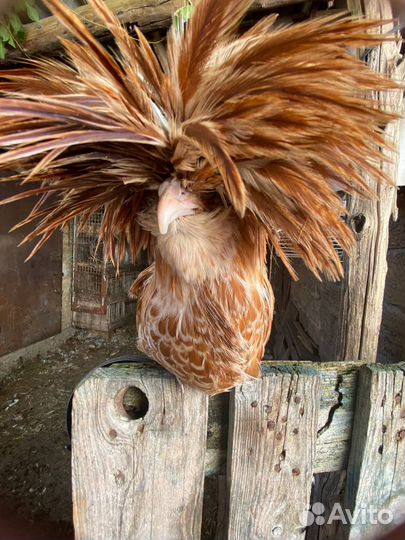 Петушки подуаны