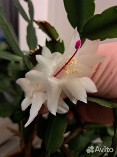 Цветок декабрист