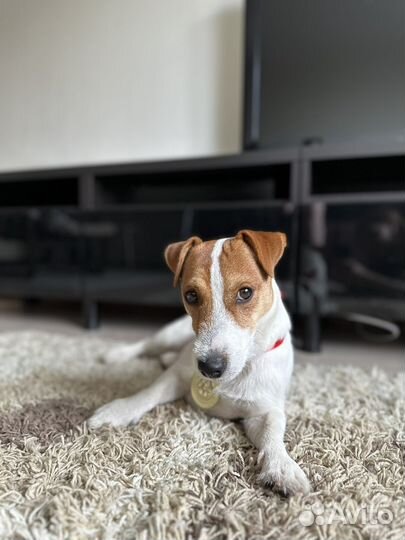 Джек рассел терьер вязка кобель