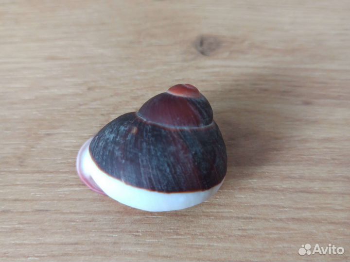 Морская раковина