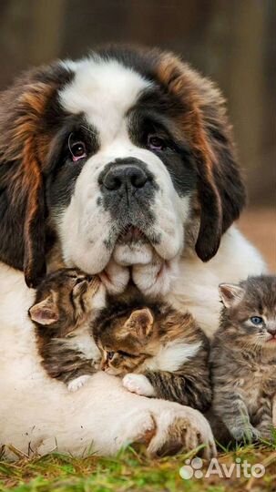 Усыпление животных