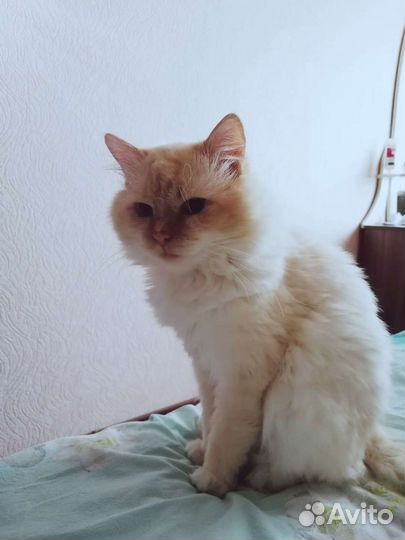 Невский маскарадный кот на вязку