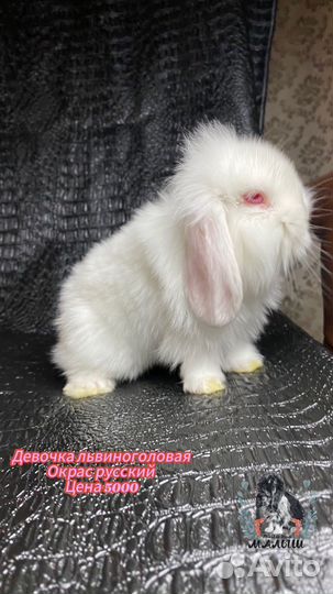 Карликовый вислоухий кролик