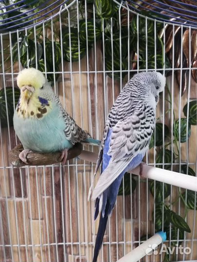 Волнистый попугай (чехи) пара, клетка