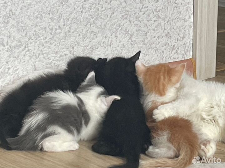 Котята в добрые руки