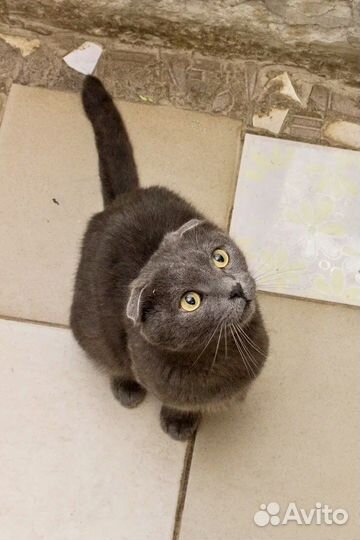 Обаятельный котэ ищет дом