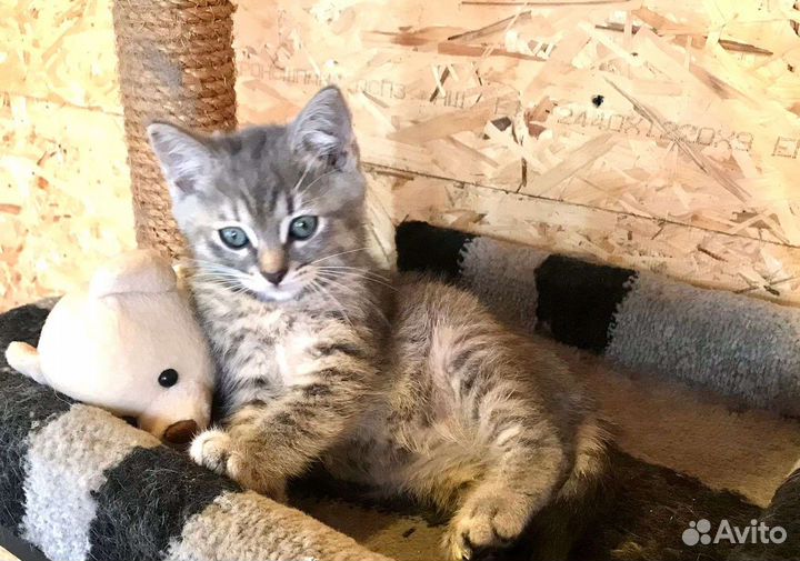 Кошка в дар